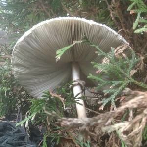 Meet your Posher, Teddy